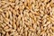 Barley seed close-up