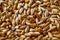 Barley seeds for beer production