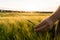 Barley sprouts in a farmer`s hand.Farmer Walking Through Field Checking barley Crop