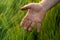 Barley sprouts in a farmer`s hand.Farmer Walking Through Field Checking barley Crop