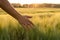 Barley sprouts in a farmer`s hand.Farmer Walking Through Field Checking barley Crop