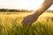 Barley sprouts in a farmer`s hand.Farmer Walking Through Field Checking barley Crop