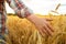 Barley sprouts in a farmer`s hand.Farmer Walking Through Field Checking barley Crop