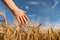 Barley sprouts in a farmer`s hand.Farmer Walking Through Field Checking barley Crop