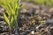 barley sprouts in the soil in the sun