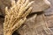 Barley Stalks and Old Burlap Fabric