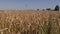 Barley swing on wind in countryside. Agriculture view in village