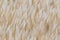 Barley texture a detail