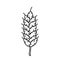 Barley or wheat doodle icon. Linear grain crop logo. Vertical ear of plant. Black illustration for brewing, agriculture, farming,