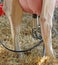 barn with AUTOMATIC milking system to milk the cow