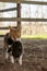 Barn cat carrying kitten