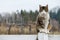 Barn Cat Sitting on Fence Post