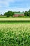 Barn and Cornfield