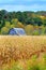 Barn and Cornfield