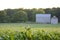 Barn in Cornfield