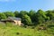 Barn and cows outdoor