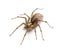 Barn funnel weaver spider- Tegenaria agrestis