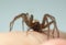 Barn funnel weaver, Tegenaria domestica spider on human skin