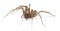 Barn funnel weaver, Tegenaria domestica spider isolated on white background