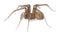 Barn funnel weaver, Tegenaria domestica spider isolated on white background