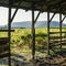 Barn Gate Opening out into a Golden Field