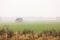 Barn on the harvested field.