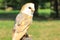 The barn owl