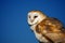 A barn owl