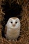 Barn Owl