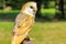 The barn owl