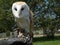 A Barn Owl