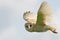 Barn Owl