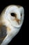 Barn Owl