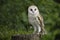 Barn owl