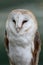 Barn owl