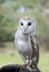 Barn Owl