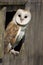 Barn Owl