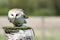 Barn owl