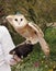 Barn Owl