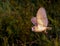 Barn Owl