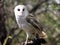 Barn Owl