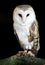 Barn Owl