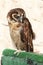 Barn owl African