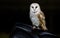 Barn Owl against a black background