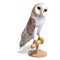 Barn Owl Bird. 3D rendering with clipping path