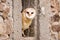 Barn Owl bird