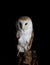 Barn owl on black background