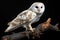Barn Owl on black background - Studio Photograph
