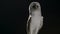 Barn owl on a black background turning its head, looks around and flies
