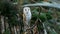 Barn owl at branch